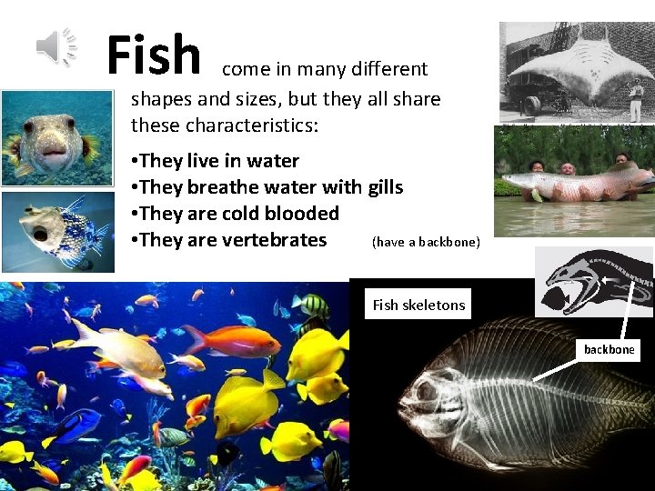Fish come in many different shapes and sizes, but they all share these characteristics: