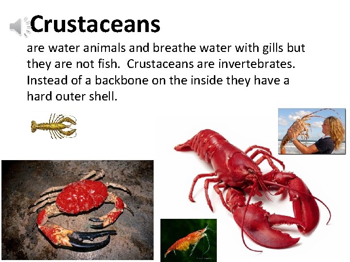 Crustaceans are water animals and breathe water with gills but they are not fish.