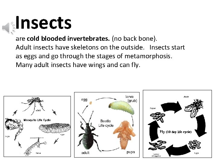 Insects are cold blooded invertebrates. (no back bone). Adult insects have skeletons on the