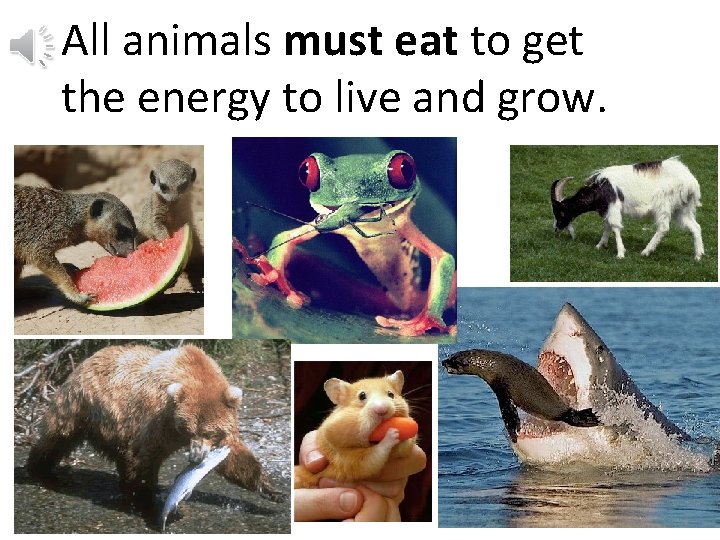 All animals must eat to get the energy to live and grow. 