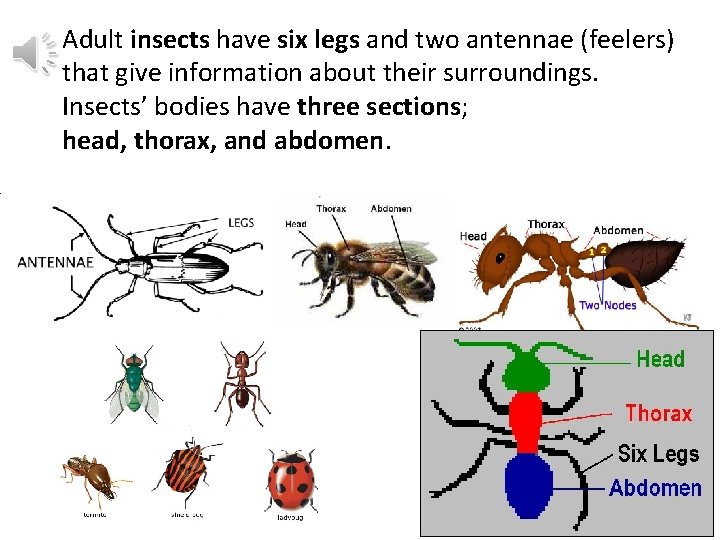 Adult insects have six legs and two antennae (feelers) that give information about their