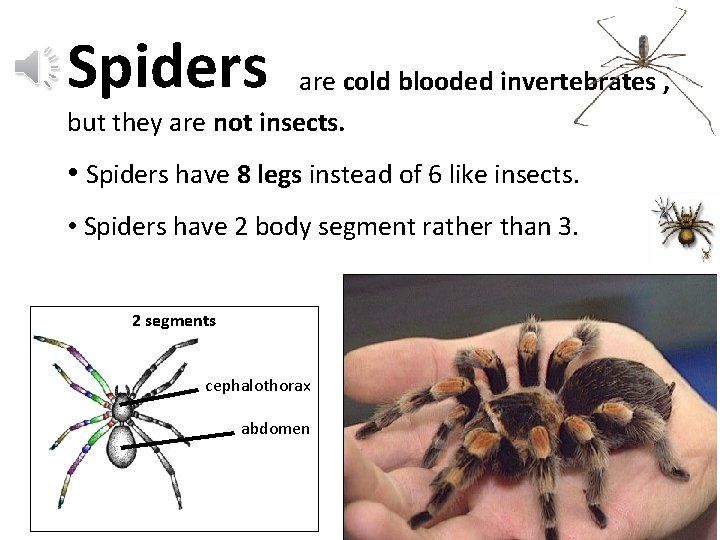 Spiders are cold blooded invertebrates , but they are not insects. • Spiders have