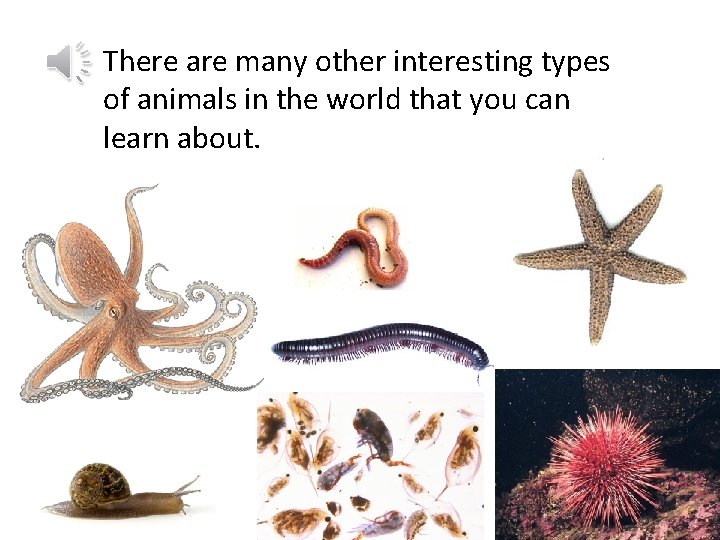 There are many other interesting types of animals in the world that you can