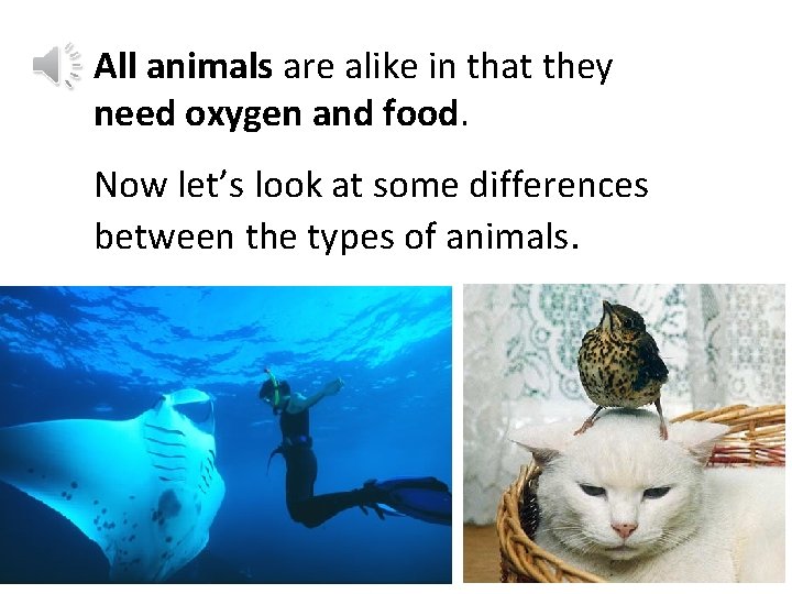 All animals are alike in that they need oxygen and food. Now let’s look