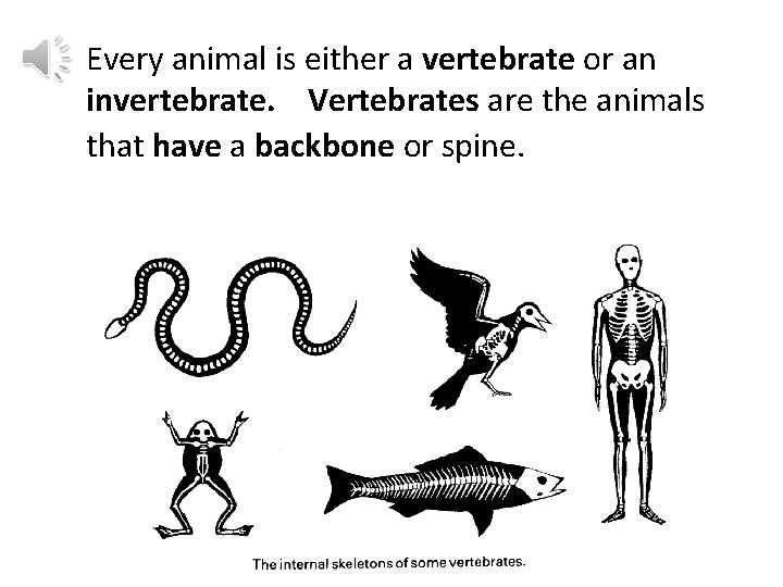 Every animal is either a vertebrate or an invertebrate. Vertebrates are the animals that