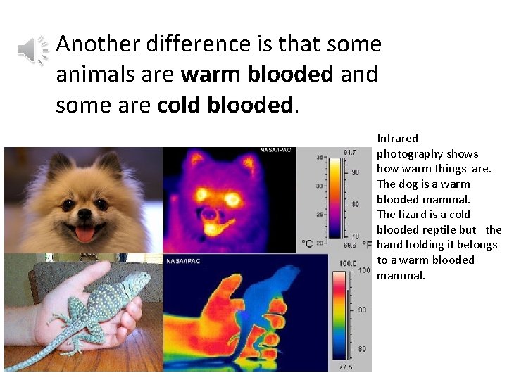 Another difference is that some animals are warm blooded and some are cold blooded.