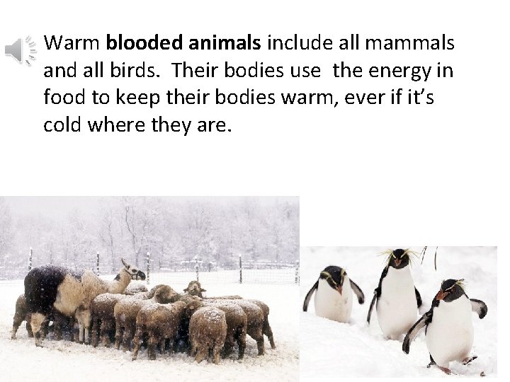 Warm blooded animals include all mammals and all birds. Their bodies use the energy