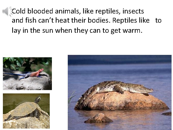 Cold blooded animals, like reptiles, insects and fish can’t heat their bodies. Reptiles like