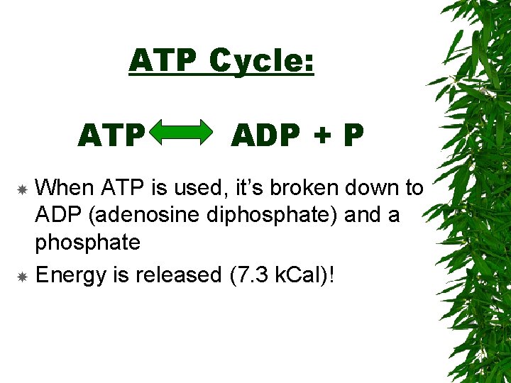 ATP Cycle: ATP ADP + P When ATP is used, it’s broken down to