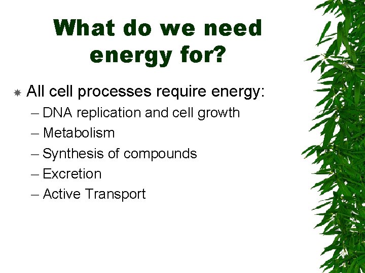 What do we need energy for? All cell processes require energy: – DNA replication