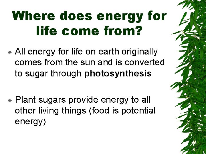 Where does energy for life come from? All energy for life on earth originally
