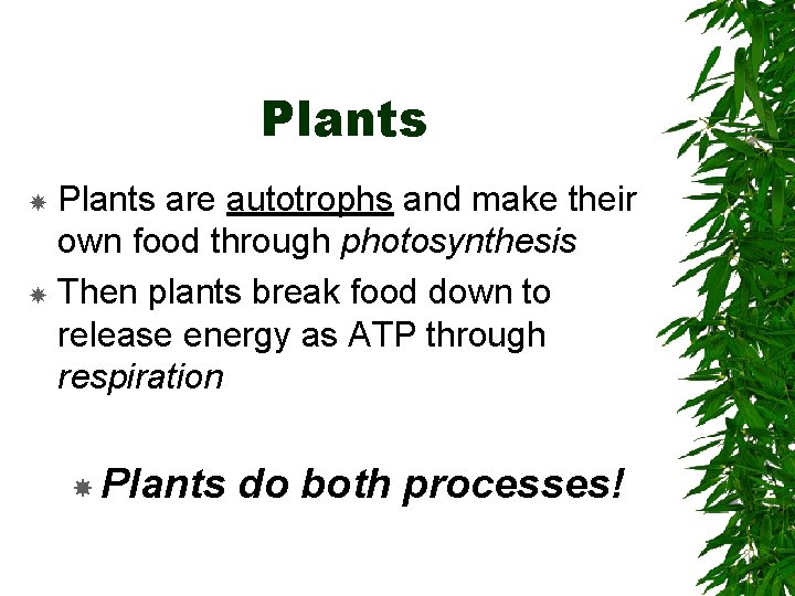 Plants are autotrophs and make their own food through photosynthesis Then plants break food