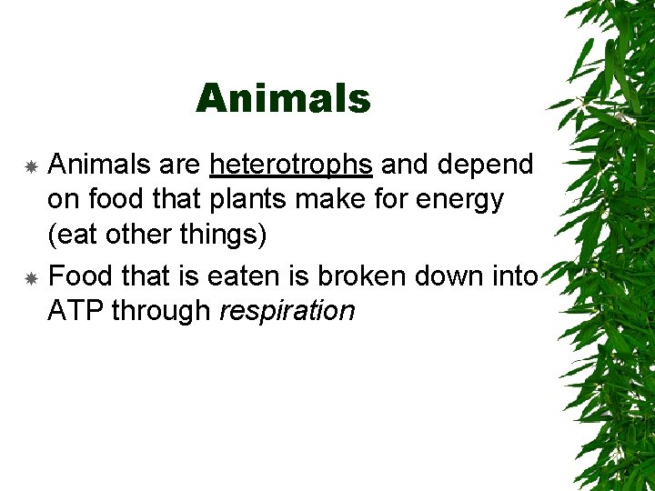 Animals are heterotrophs and depend on food that plants make for energy (eat other