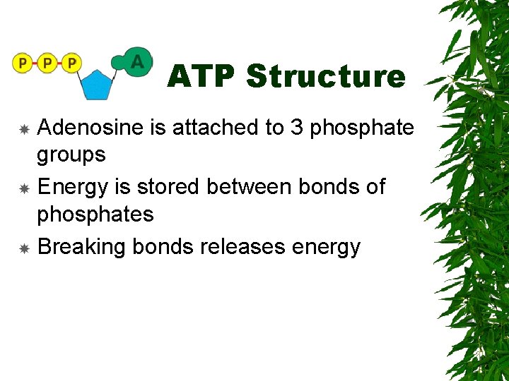 ATP Structure Adenosine is attached to 3 phosphate groups Energy is stored between bonds