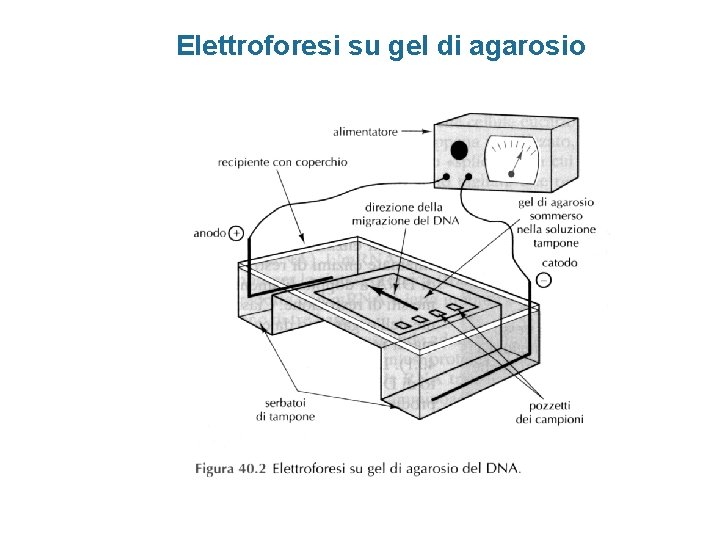 Elettroforesi su gel di agarosio 