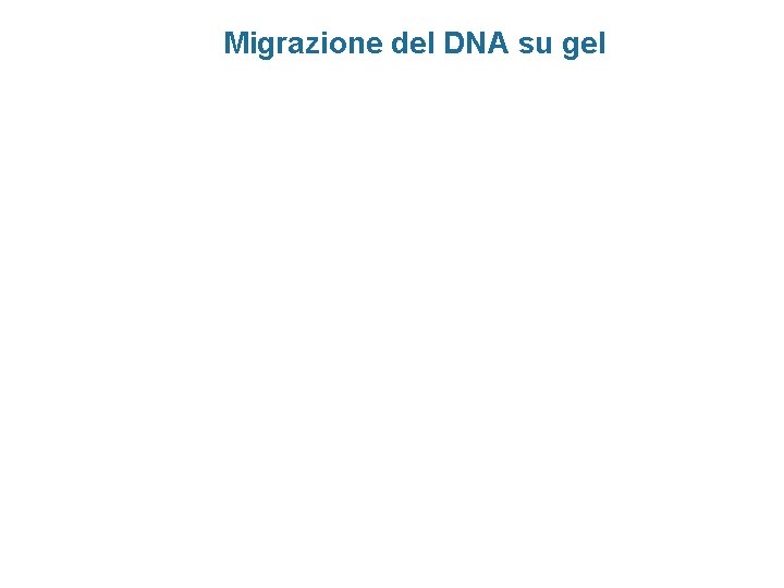 Migrazione del DNA su gel 