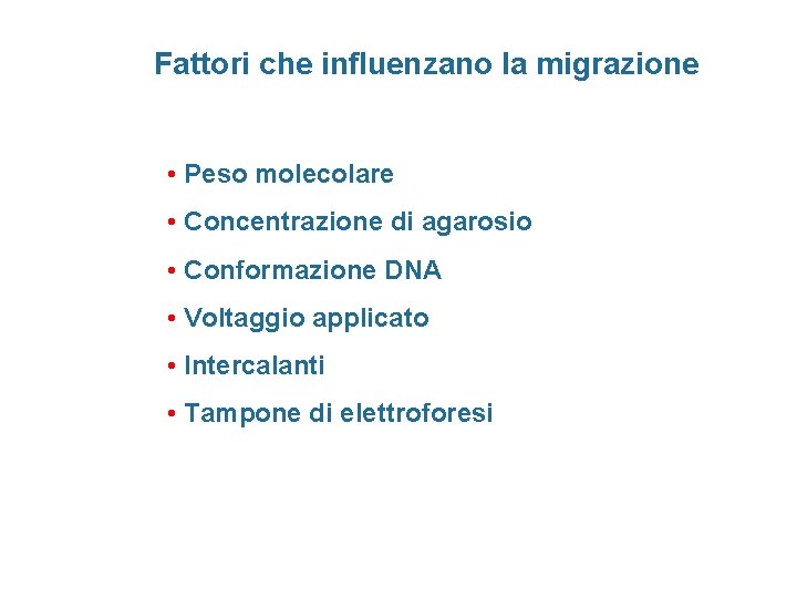 Fattori che influenzano la migrazione • Peso molecolare • Concentrazione di agarosio • Conformazione