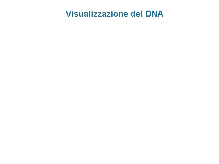 Visualizzazione del DNA 