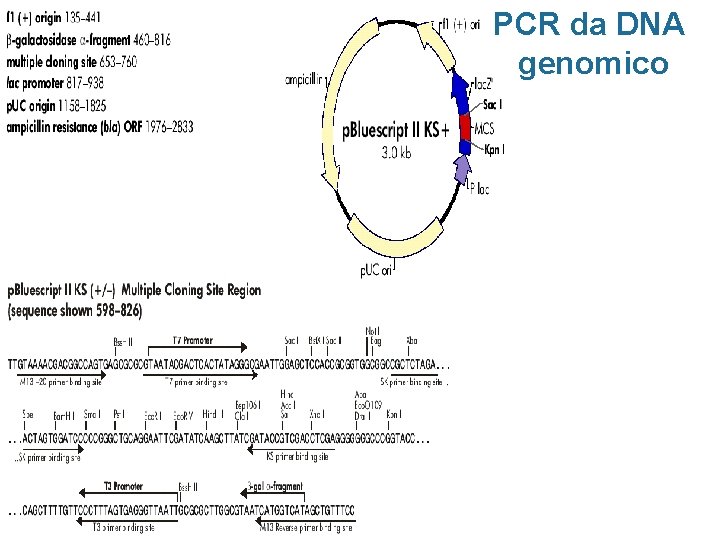 PCR da DNA genomico 