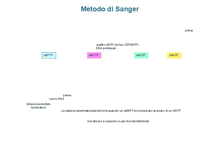 Metodo di Sanger primer quattro d. NTP (incluso 32 Pd. NTP) DNA polimerasi dd.