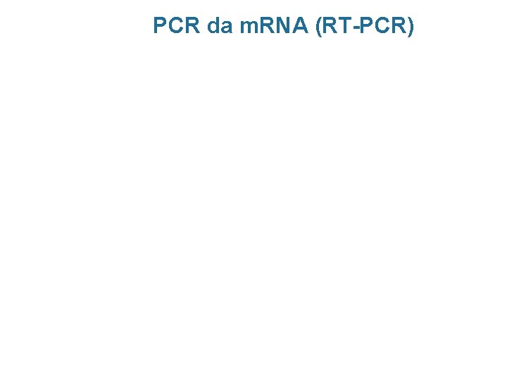 PCR da m. RNA (RT-PCR) 