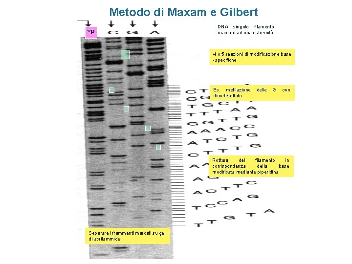 Metodo di Maxam e Gilbert P 32 DNA singolo filamento marcato ad una estremità