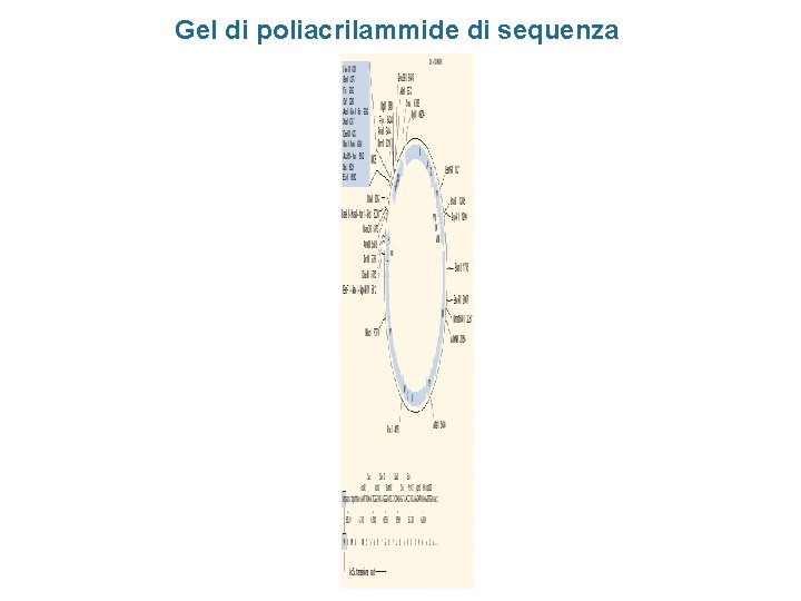 Gel di poliacrilammide di sequenza 