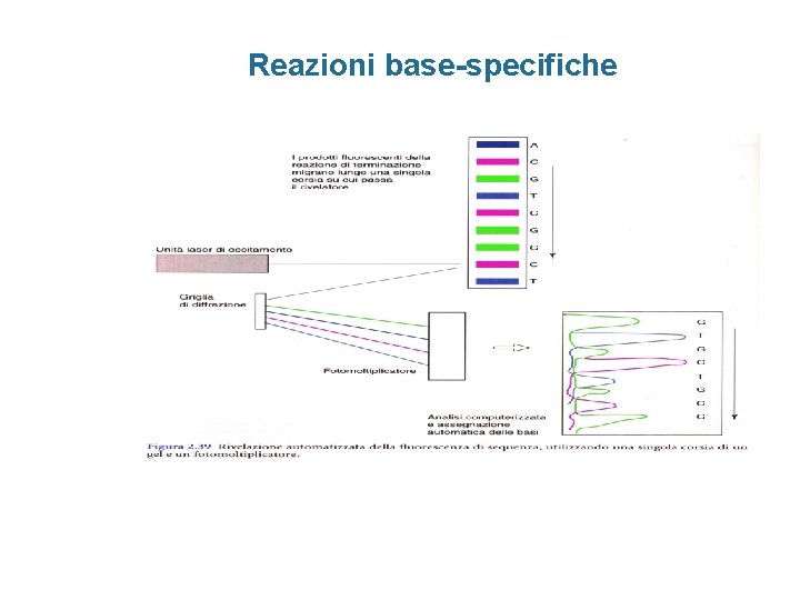 Reazioni base-specifiche 