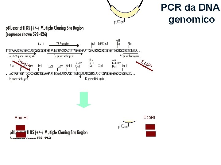 PCR da DNA genomico Ba m. H Bam. HI I Ec o. R I