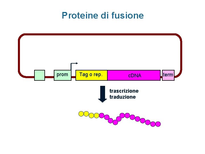 Proteine di fusione prom Tag o rep. c. DNA trascrizione traduzione term 