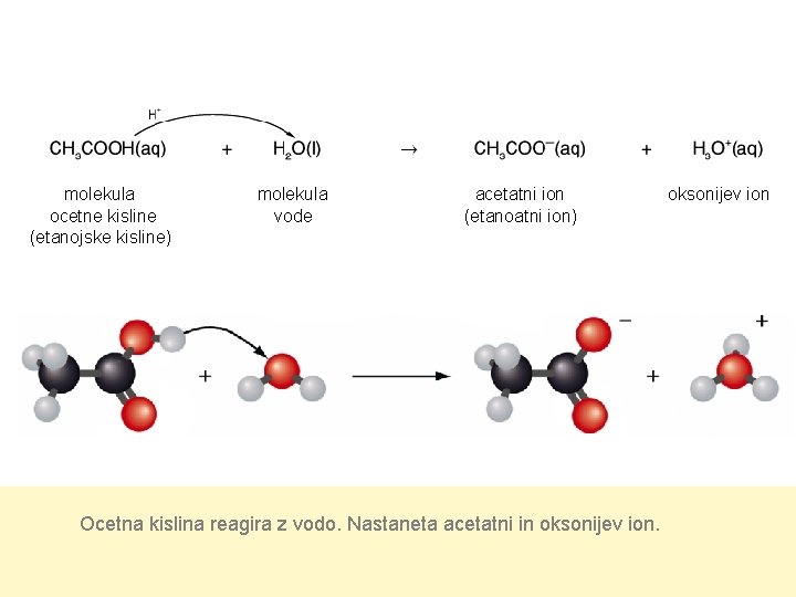 molekula ocetne kisline (etanojske kisline) molekula vode acetatni ion (etanoatni ion) Ocetna kislina reagira