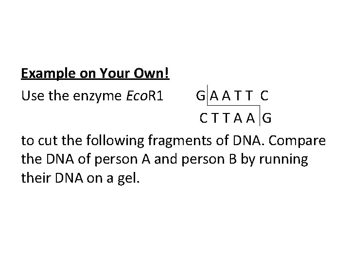 Example on Your Own! Use the enzyme Eco. R 1 GAATT C CTTAA G