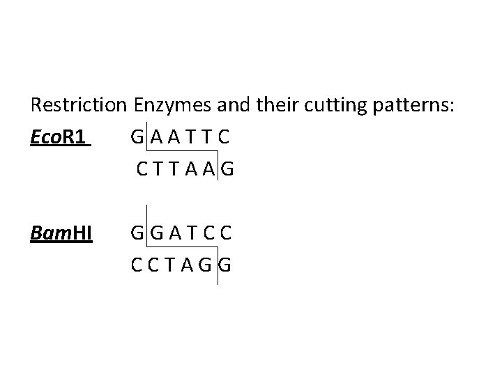 Restriction Enzymes and their cutting patterns: Eco. R 1 GAATTC CTTAAG Bam. HI GGATCC