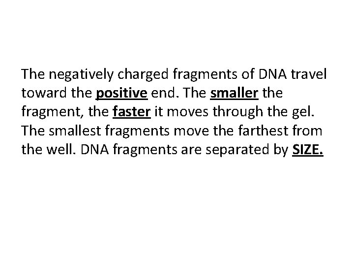 The negatively charged fragments of DNA travel toward the positive end. The smaller the