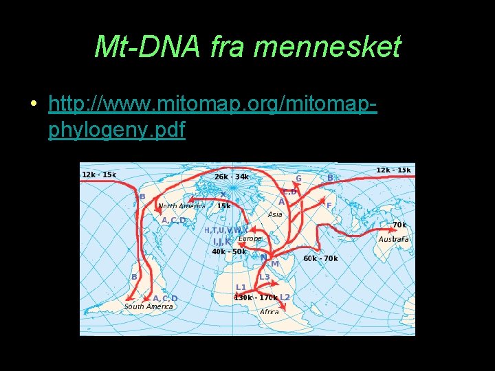 Mt-DNA fra mennesket • http: //www. mitomap. org/mitomapphylogeny. pdf 