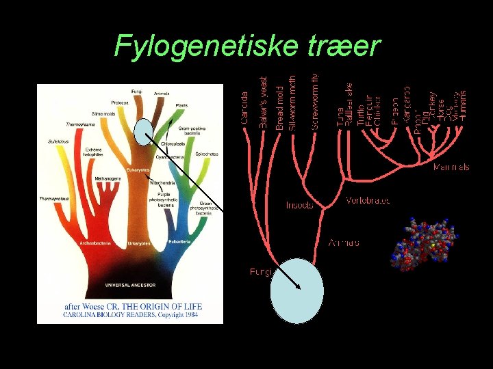 Fylogenetiske træer 