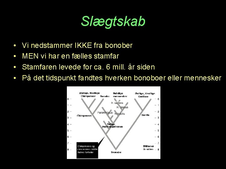 Slægtskab • • Vi nedstammer IKKE fra bonober MEN vi har en fælles stamfar