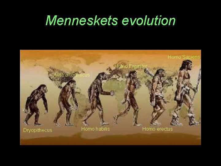 Menneskets evolution Homo Sapiens Homo Ergaster Australopithecus Dryopithecus Homo habilis Homo erectus 