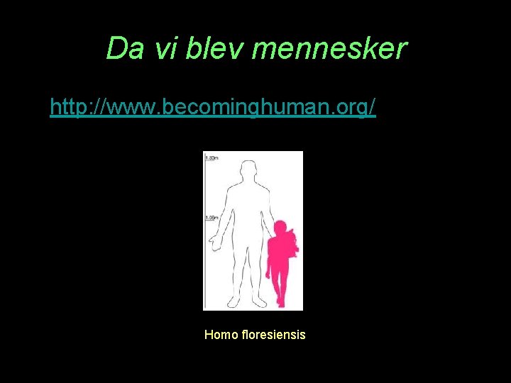 Da vi blev mennesker • http: //www. becominghuman. org/ Homo floresiensis 