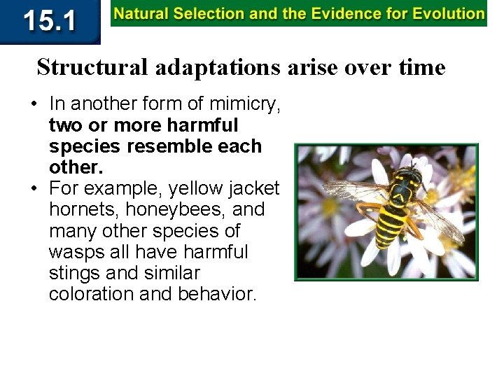 Structural adaptations arise over time • In another form of mimicry, two or more