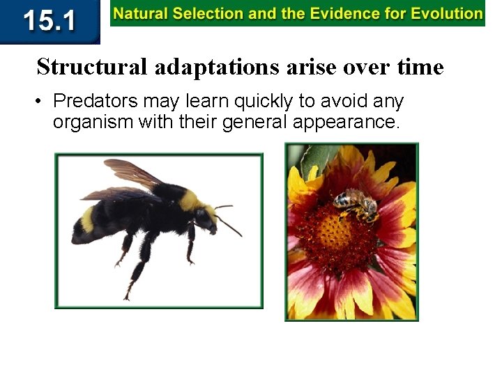 Structural adaptations arise over time • Predators may learn quickly to avoid any organism