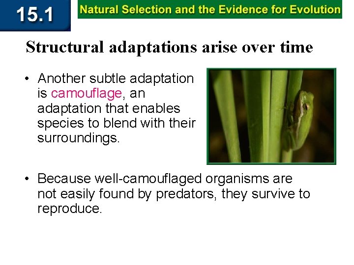 Structural adaptations arise over time • Another subtle adaptation is camouflage, an adaptation that