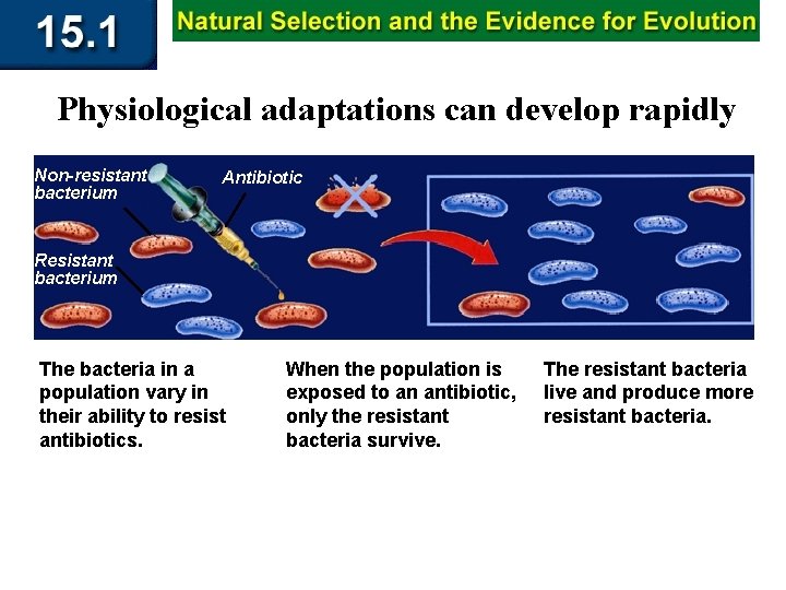Physiological adaptations can develop rapidly Non-resistant bacterium Antibiotic Resistant bacterium The bacteria in a