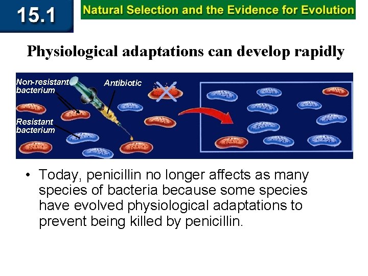 Physiological adaptations can develop rapidly Non-resistant bacterium Antibiotic Resistant bacterium • Today, penicillin no