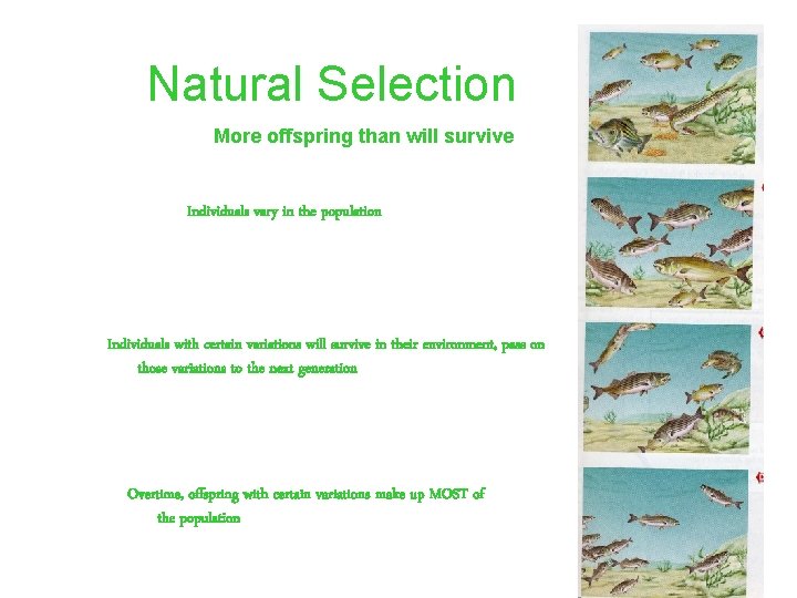 Natural Selection More offspring than will survive Individuals vary in the population Individuals with