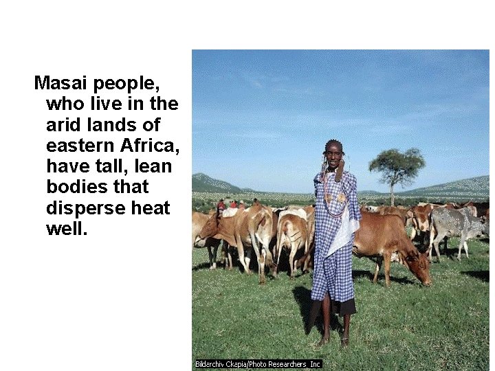 Masai people, who live in the arid lands of eastern Africa, have tall, lean