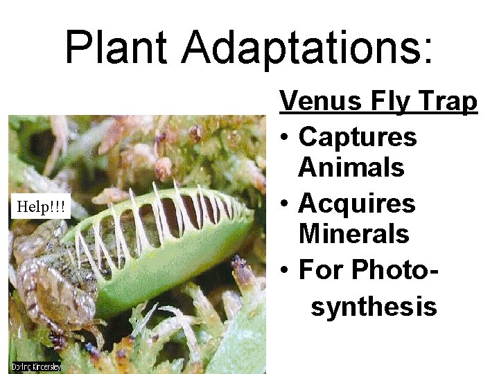 Plant Adaptations: Help!!! Venus Fly Trap • Captures Animals • Acquires Minerals • For