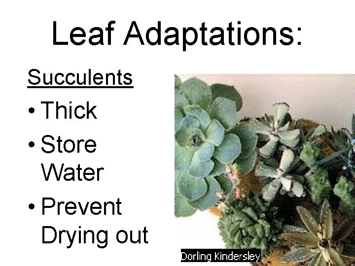 Leaf Adaptations: Succulents • Thick • Store Water • Prevent Drying out 