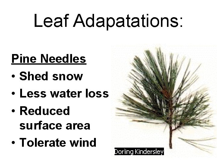 Leaf Adapatations: Pine Needles • Shed snow • Less water loss • Reduced surface