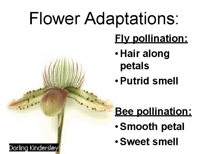 Flower Adaptations: Fly pollination: • Hair along petals • Putrid smell Bee pollination: •
